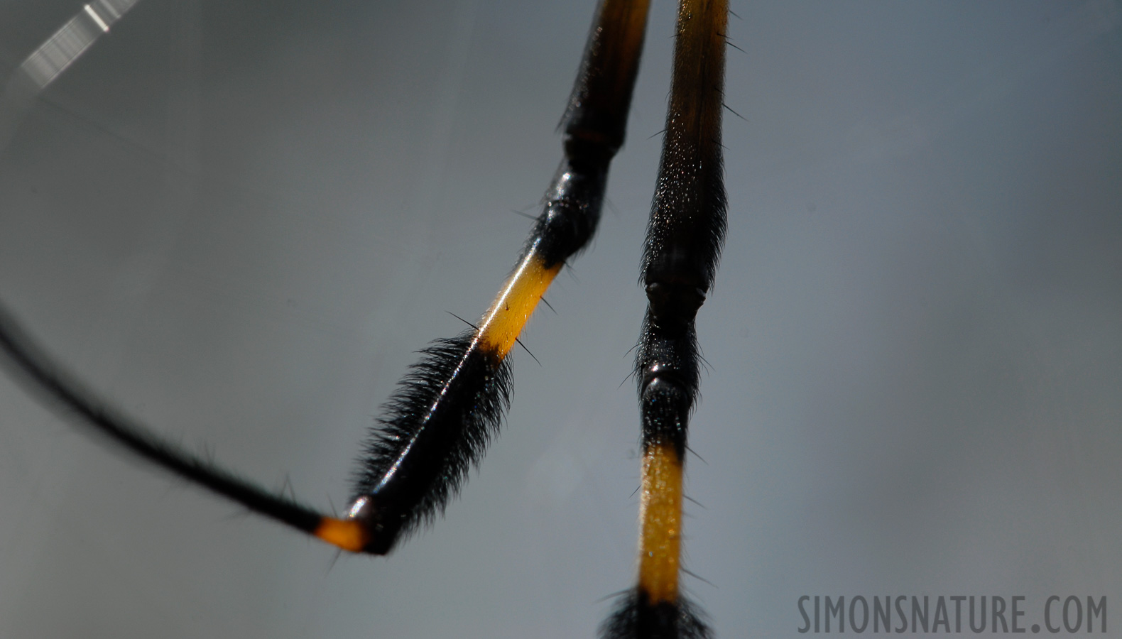 Trichonephila clavipes fasciculata [105 mm, 1/320 sec at f / 13, ISO 200]